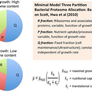 Allocation of the proteome among different sectors as defined by the ...