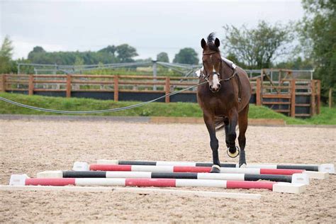 Get More From Your Lungeing Sessions Horse And Rider