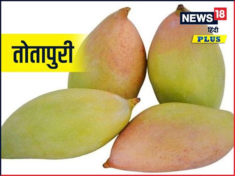 दुनिया को भारत का नायाब तोहफ़ा ‘आम History Of Mango And Journey