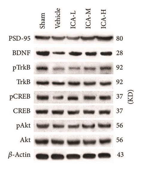 Effect Of ICA On PSD 95 BDNF PTrkB PCREB And PAkt Protein