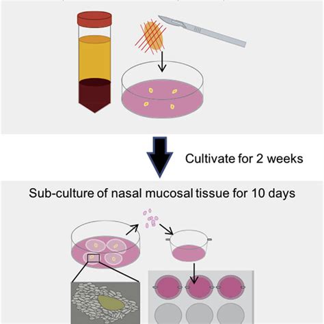 Characteristics Of The Nasal Mucosal Epithelial Cell Sheet With Or