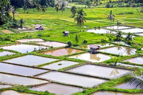 Rice Fields In West Sumatra Stock Photo Image Of Mountain Food