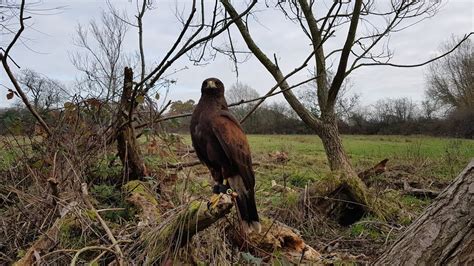 Harris Hawk Hunting Squirrels Youtube