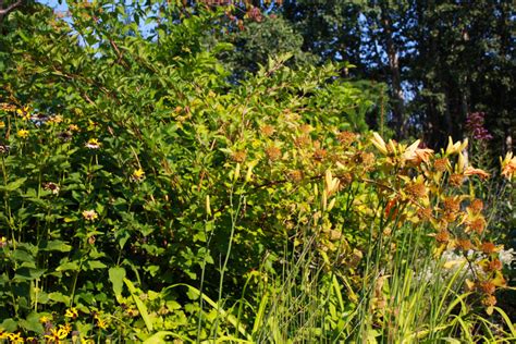 Ninebark Form Ontario Native Plant Nursery Container Grown