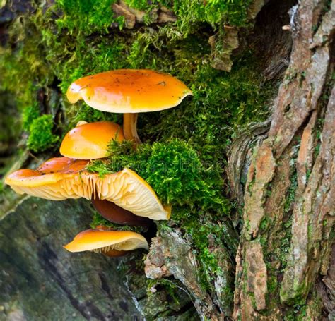 Грибки на вале стоковое изображение. изображение насчитывающей природа ...