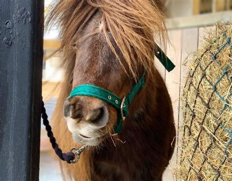 Neglected Shetland Pony Rescued Uk