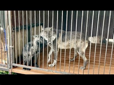 Канадский волк Акела принял Волчат 😱 Волк сбежал из буферной зоны ‼️ ...