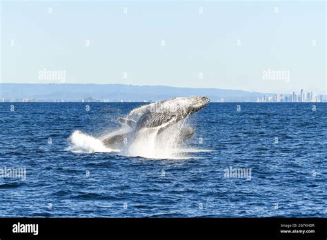 Blue whale breaching hi-res stock photography and images - Alamy