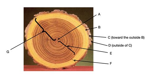 Solved On the image of a woody stem cross-section below, | Chegg.com