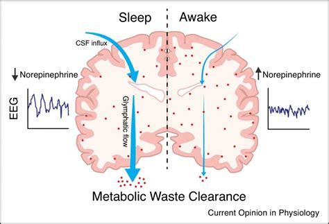 The Glymphatic System Keeping The Brain Waste Free Samatasoul