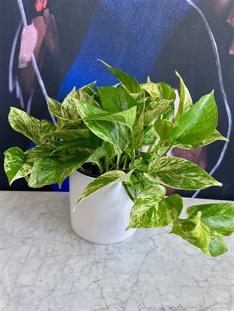 Marble Queen Pothos The Tender Gardener