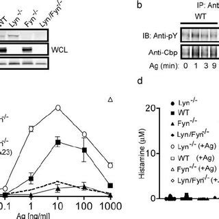 In Vitro And In Vivo Degranulation Of Wild Type And Lyn Deficient Mast