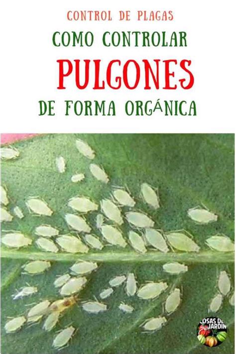 4 Metodos Organicos Para Erradicar El Pulgon Del Huerto Cosas Del Jardin Pulgones En Las