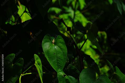 leaves in the rain Stock Photo | Adobe Stock