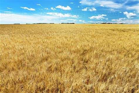 Golden Ripe Wheat Field With Blue Sky And Clouds Alberta Canada