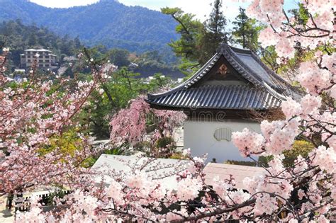 Pavilion In Itsukushima Shrine And Sakura Blossom Trees Sakura Blossom