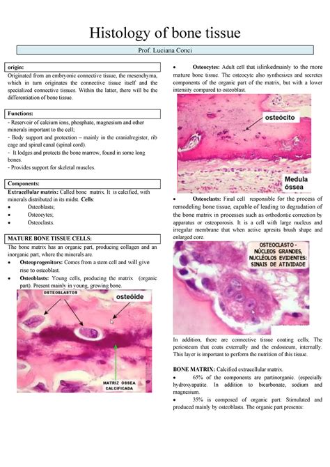 Histology Of Bone Tissue Luciana Conci Origin Originated From An