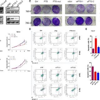 Ectopic Expression Of Fto Inhibits Cell Growth And Induces Apoptosis