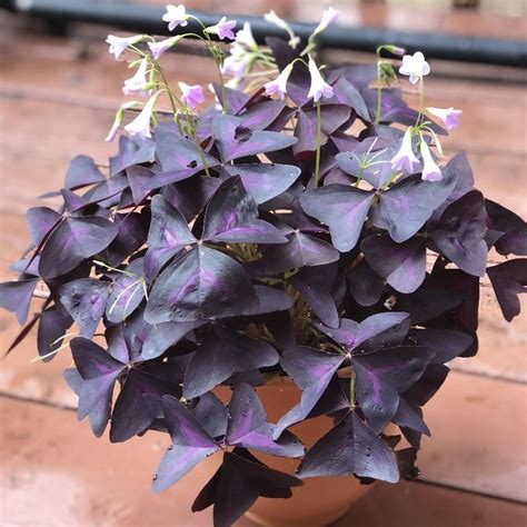 Jual Tanaman Hias Oxalis Triangularis Kupu Kupu Ungu Tanaman Cinta