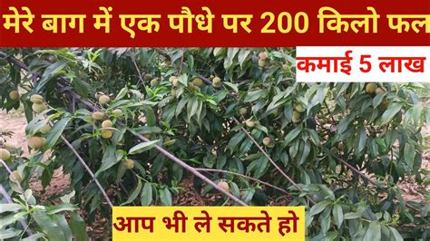 आडू की खेतीएक पौधे पर 200 किलो फलpeach 🍑 Farminghow To Grow Peach