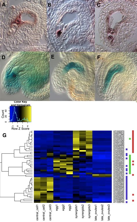 Arabidopsis Female Gametophyte Gene Expression Map Reveals Similarities