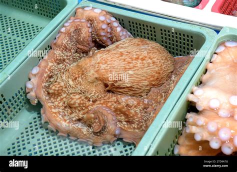 Seafood At The Fish Market In Korea Stock Photo Alamy