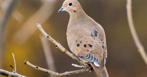 Mourning Dove Nesting (Behavior + Location) | Bird Fact