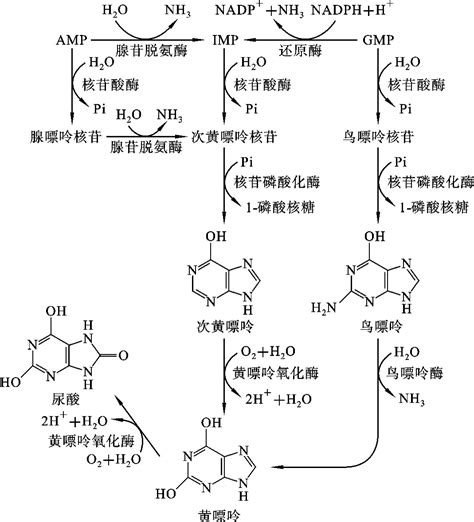 核苷酸的分解代谢生物化学挂云帆