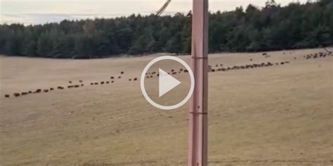 Vidéo Une énorme compagnie de sangliers traverse la plaine au pas de