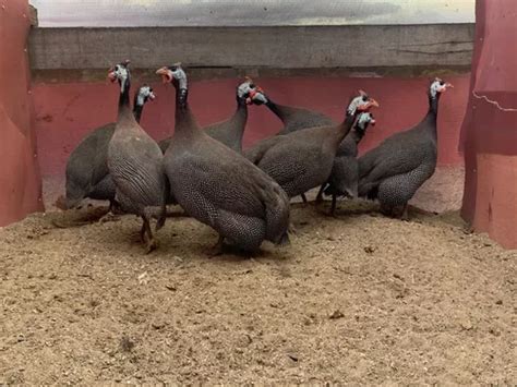 Ovos Galados Galinha Da Angola Gigante Francesa Venda Em Curitiba