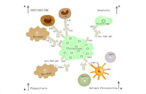 The Potential Mechanism Of Cd Sirpa Inhibition In Gbm Targeting