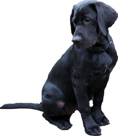 Black Lab Clip Art