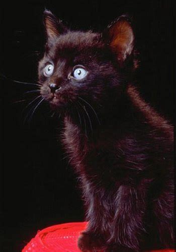 WISHLIST.RU Черная кошка