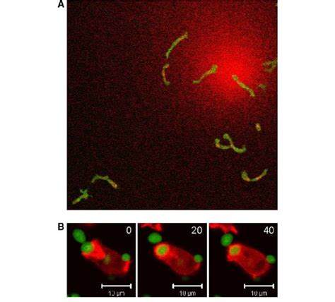 Chemotaxis And Phagocytosis Of D Discoideum Cells A A Confocal Download Scientific Diagram