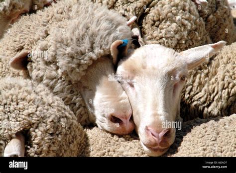 Sheep Shearing Dohne Merino Breed Pictured In Caledon Western Cape