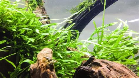 How To Maintain Planted Aquarium Essential Tips And Tricks For A