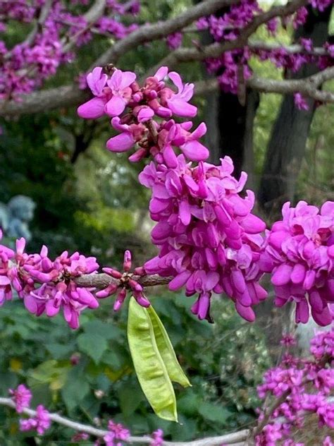 Meet This Tree Cercis Canadensis ‘forest Pansy Eastern Redbud