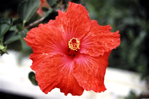 Hibiscus Flower of Colombia - Geographic Media