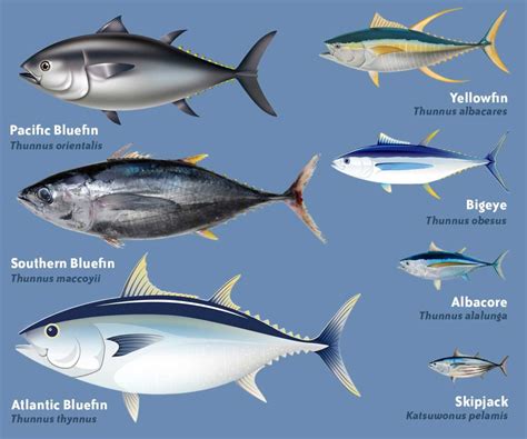 types  tuna taste size nutrition