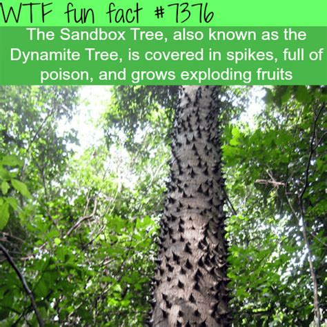 the sandbox tree wtf fun facts