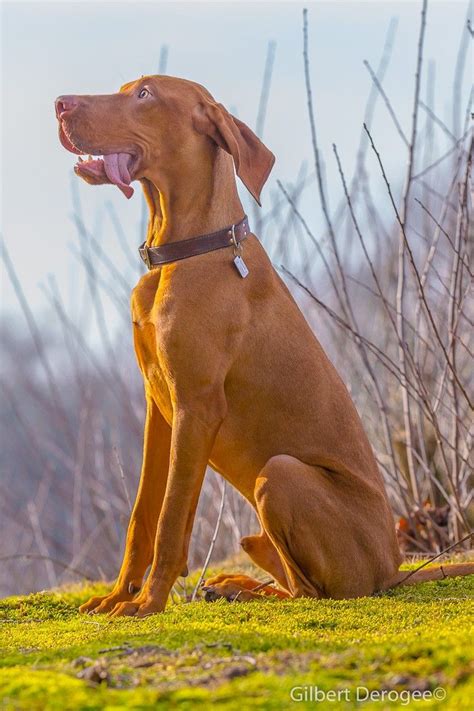 Hungarian Vizsla | Vizsla dogs, Most beautiful dog breeds, Vizsla