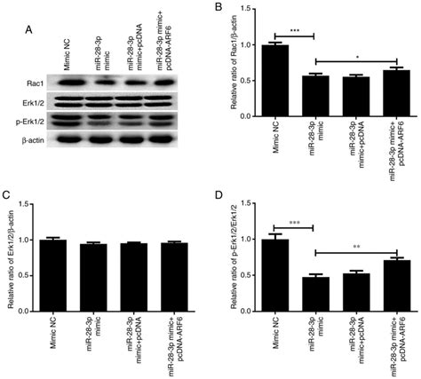 MiR283p Inhibits Prostate Cancer Cell Proliferation Migration And