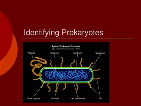 Ppt Identifying Prokaryotes Powerpoint Presentation Free Download