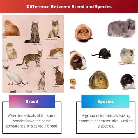 Breed vs Species: Difference and Comparison