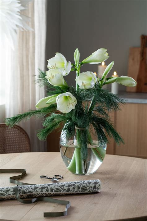 Få koselig julestemning med vakre amaryllis Mester Grønn