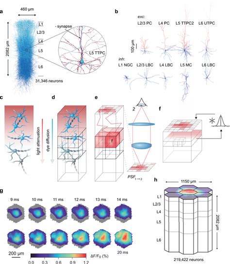 Cortical Microcircuit Overview And In Silico Vsdi Workflow A Digital