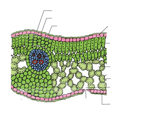 Cross Section Of A Dicotyledonous Leaf - Infoupdate.org