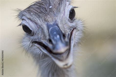 rhea or ostrich Stock Photo | Adobe Stock