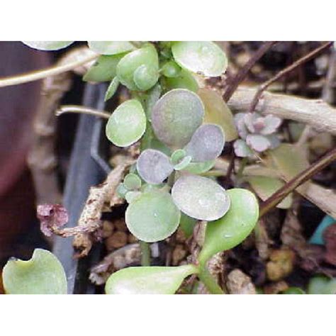 Kalanchoe Rotundifolia