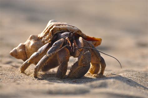 17 Captivating Coconut Crab Facts